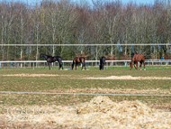 FB260322-128 - Fergal O'Brien Stable Visit